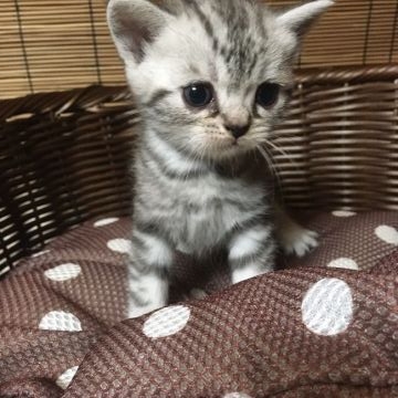 アメリカンショートヘア【静岡県・女の子・2018年9月20日・シルバータビー】の写真「丸顔でとてもかわいい女の子」