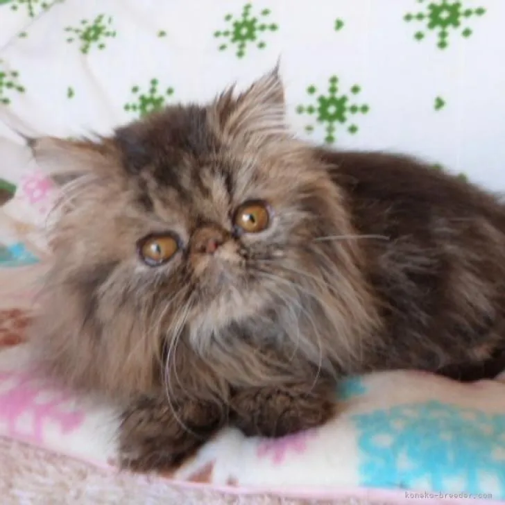ID:2302-00242の子猫