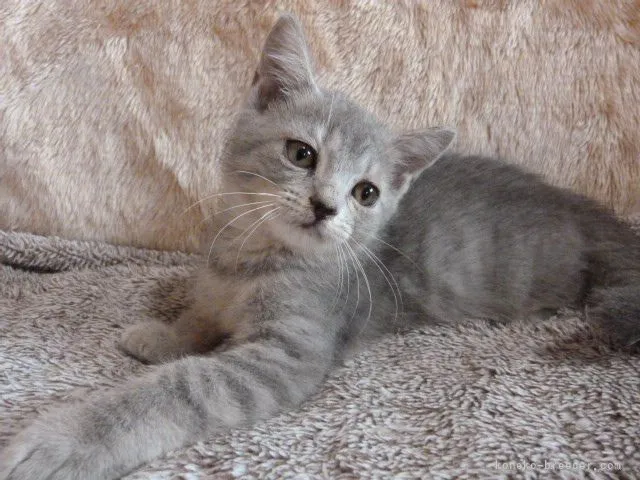 ID:2108-02371の子猫