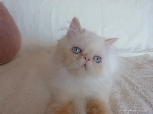 ID:2109-00428の子猫