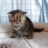 エキゾチックショートヘア