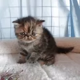 エキゾチックショートヘア