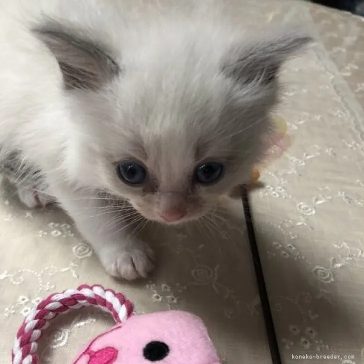 ID:2303-01818の子猫
