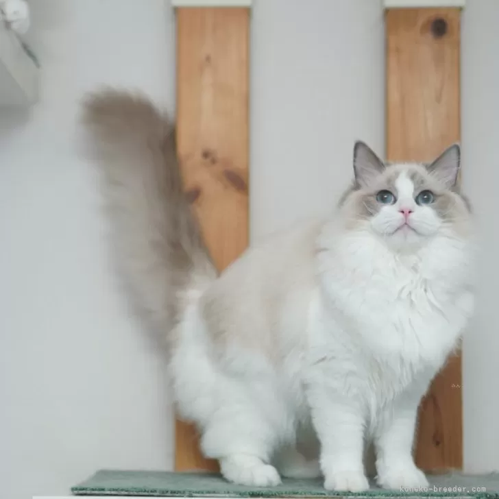 ID:2405-03822の子猫