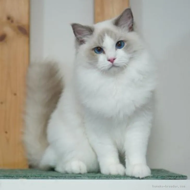 ID:2209-02887の子猫