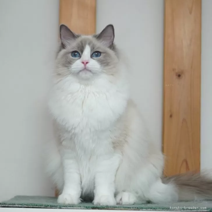ID:2405-03824の子猫