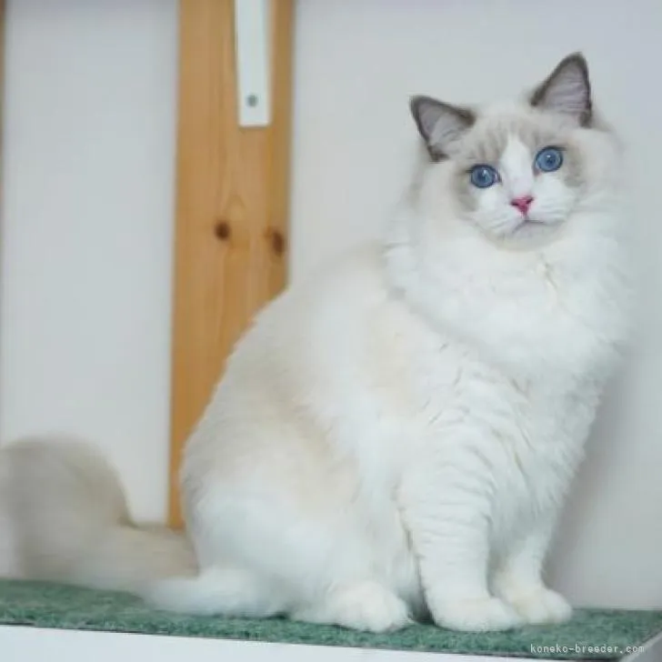 ID:2301-01162の子猫