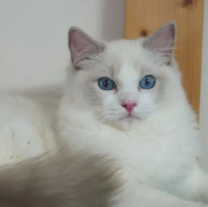 ID:2208-01773の子猫