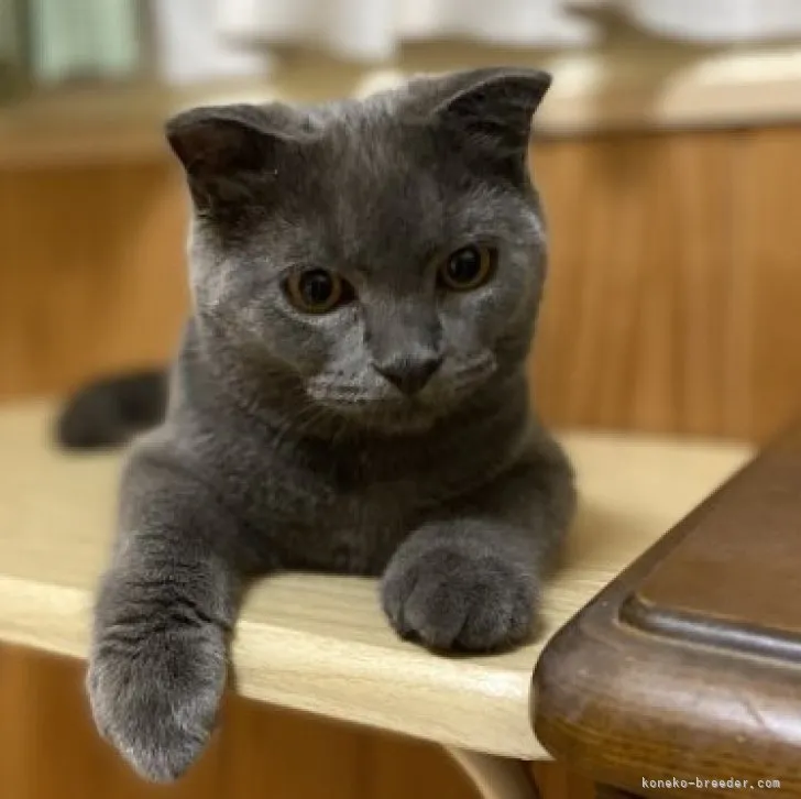 ID:2306-02711の子猫