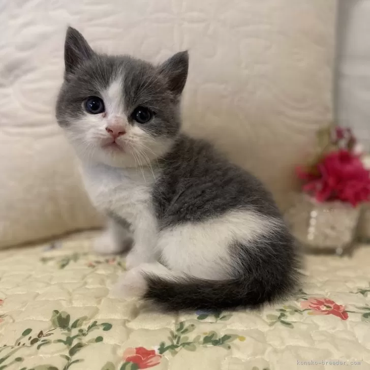ID:2501-00454の子猫