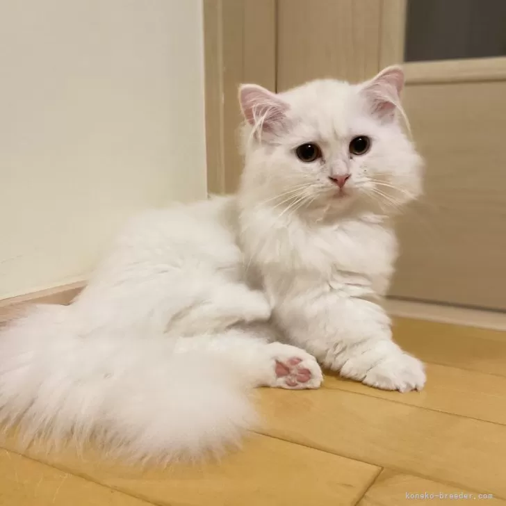Y.K 様のお迎えした子猫