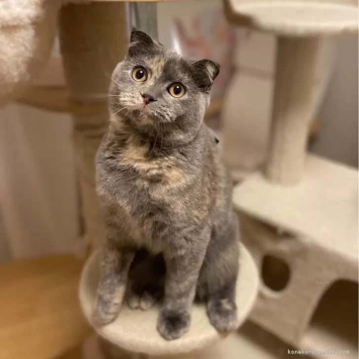 ID:2408-01996の子猫