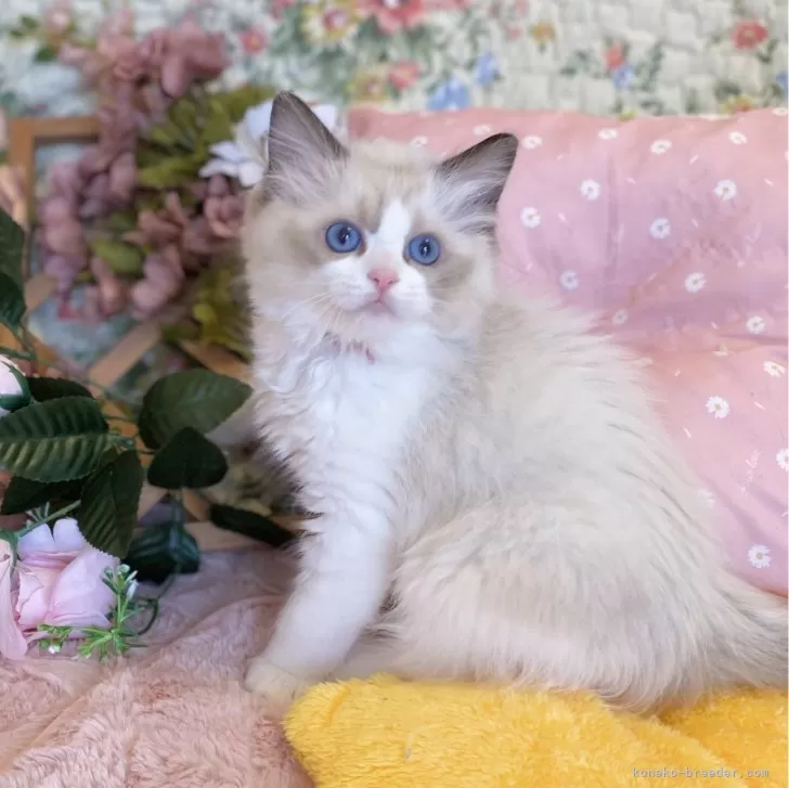 ナム 様のお迎えした子猫