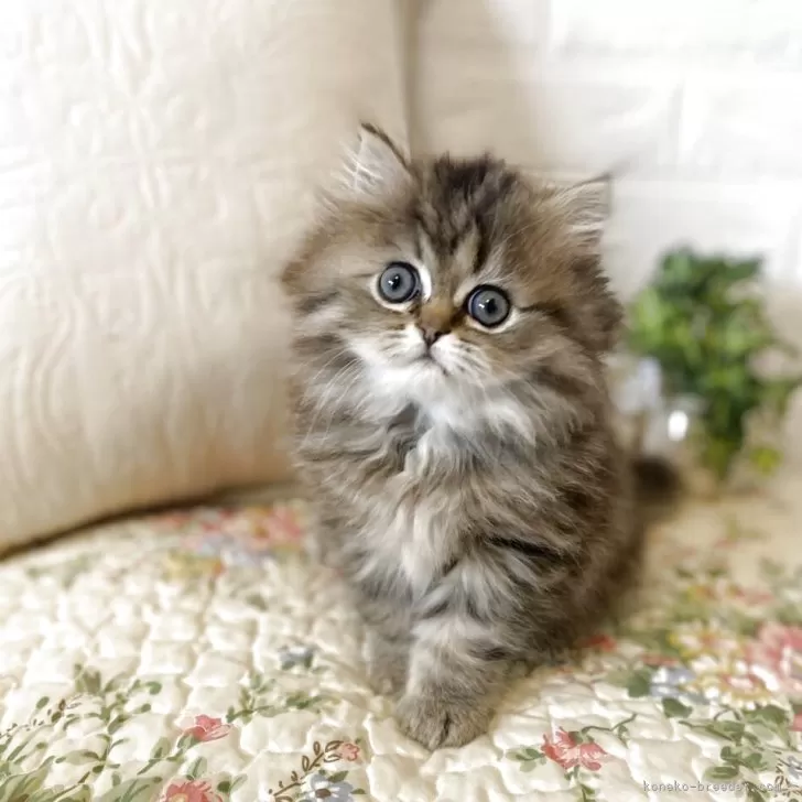 ID:2412-01606の子猫
