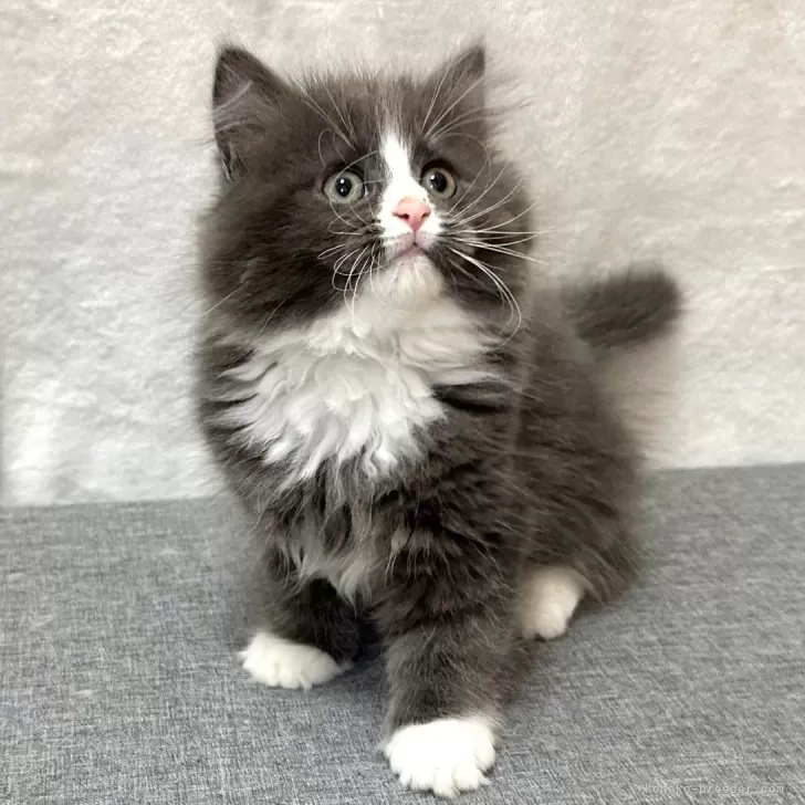 ID:2502-01611の子猫