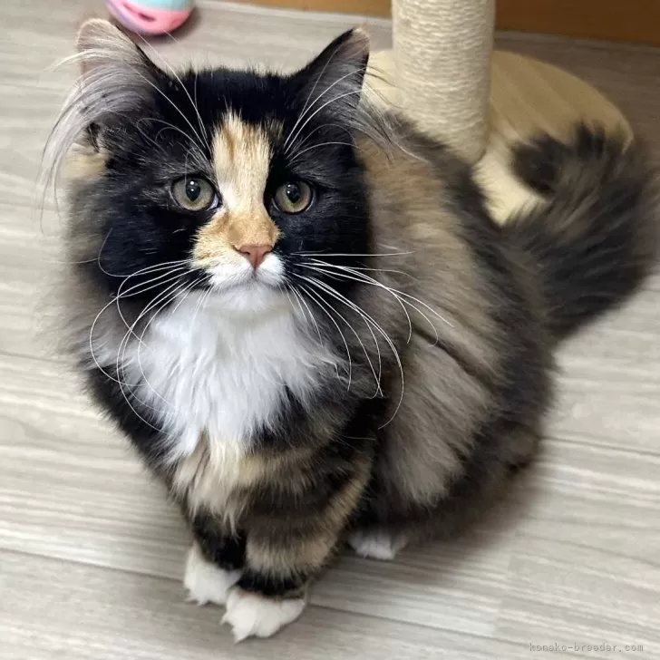 ID:2411-00029の子猫