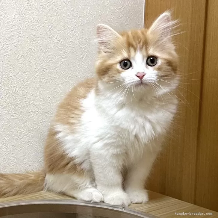 ID:2501-00243の子猫