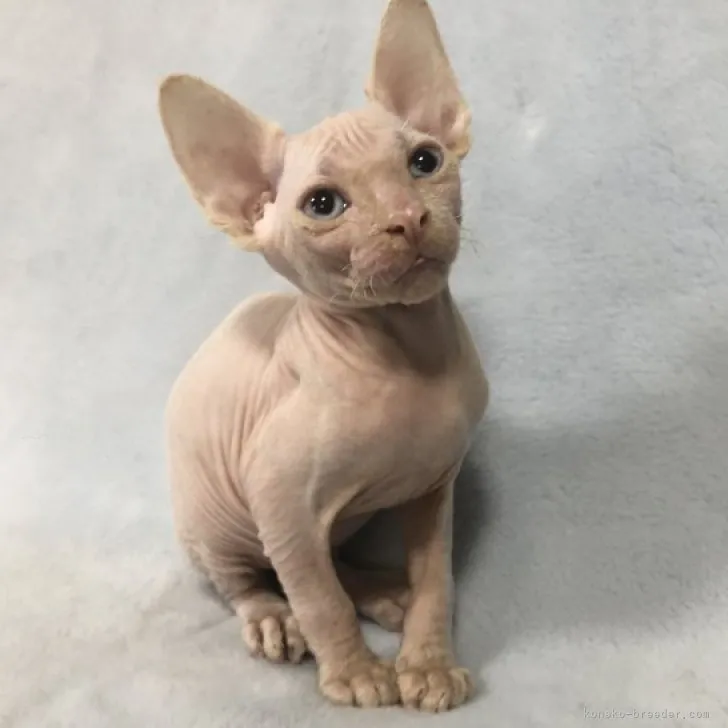 ID:2309-01919の子猫
