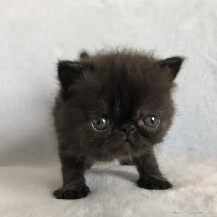 ID:2209-01812の子猫
