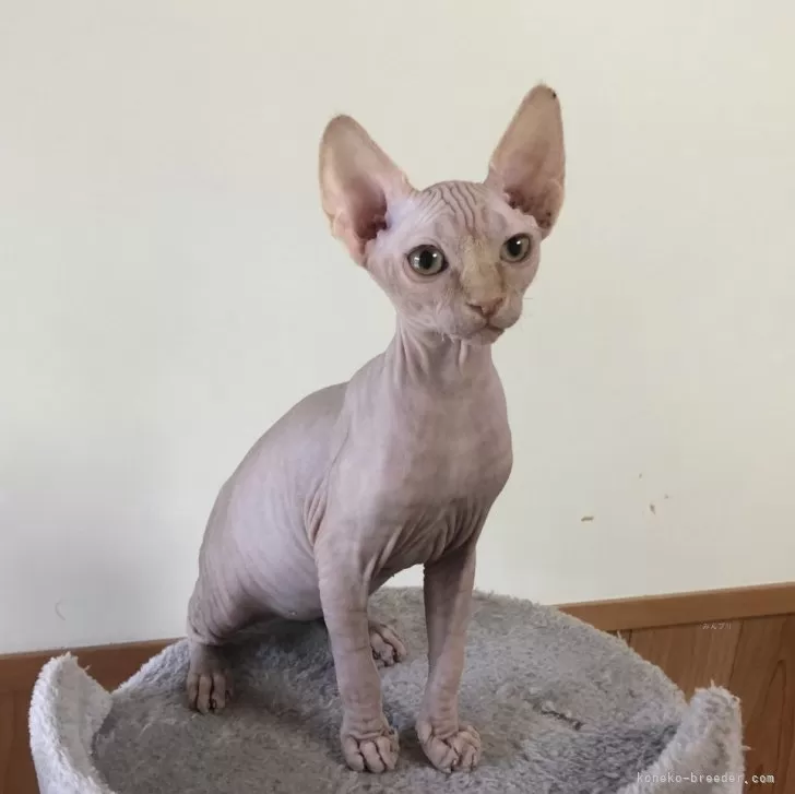 ID:2503-01143の子猫