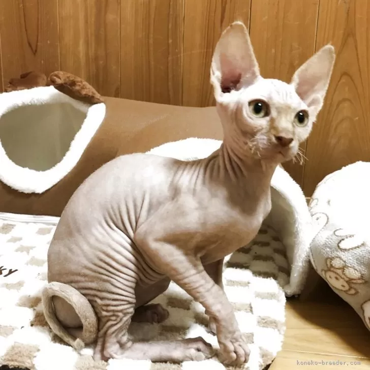 ID:2502-02150の子猫