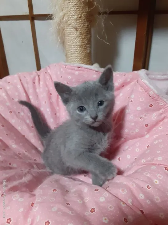 ID:2101-00861の子猫
