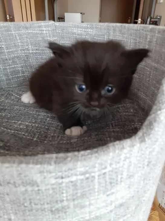 ID:2110-00092の子猫