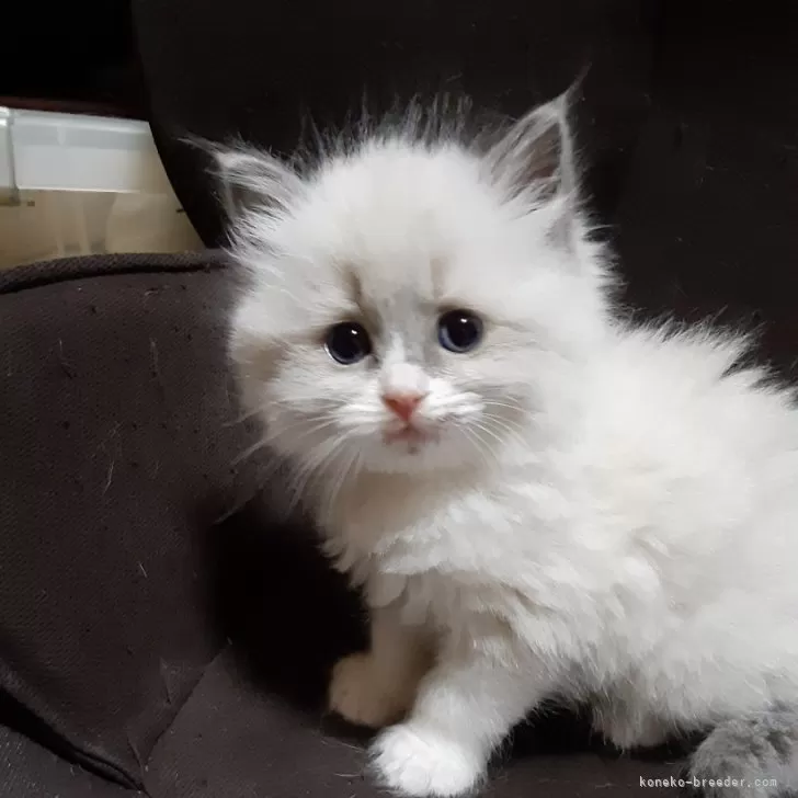 ID:2401-02024の子猫