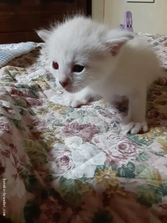 ID:2008-01325の子猫