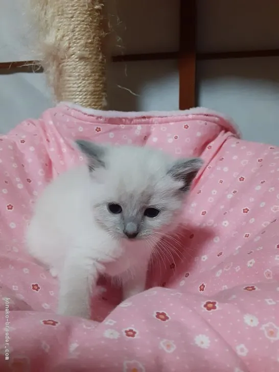 ID:2101-00245の子猫