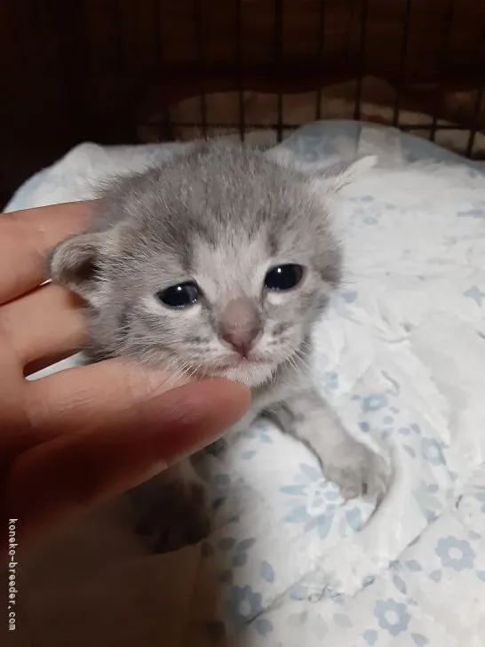 ID:2105-02381の子猫