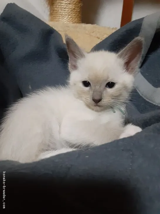 ID:2110-00502の子猫