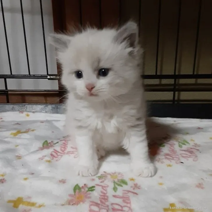 ID:2306-00048の子猫