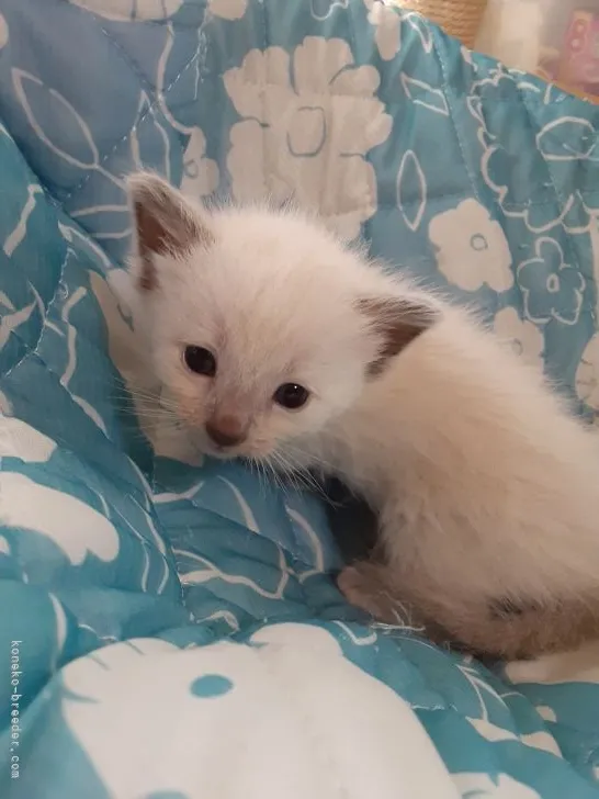 ID:2110-00688の子猫