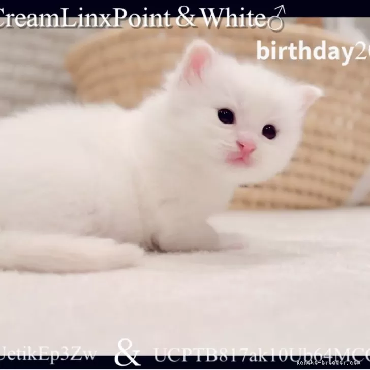 ID:2504-01399の子猫