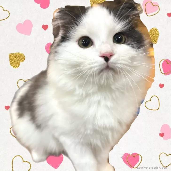 ID:2311-02421の子猫