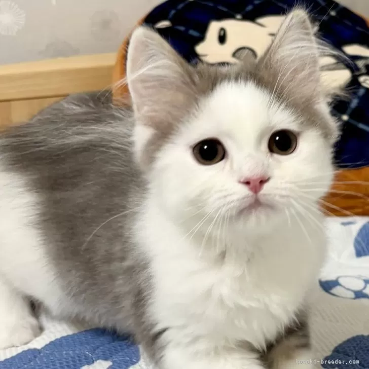Y.H 様のお迎えした子猫