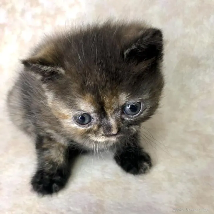 ID:2208-00291の子猫