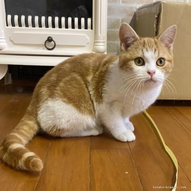 ID:2302-01378の子猫