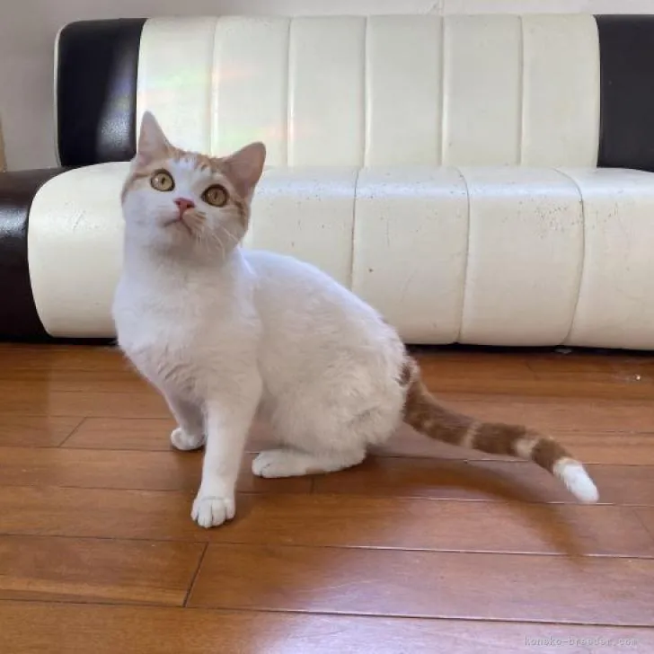 ID:2301-01746の子猫