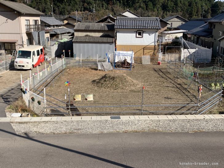 野口　佳宏(のぐち　よしひろ)ブリーダー(岐阜県・アメリカンショートヘア・JCU登録)の紹介写真4