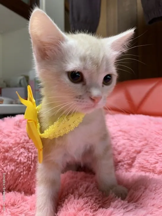 ID:2203-00671の子猫