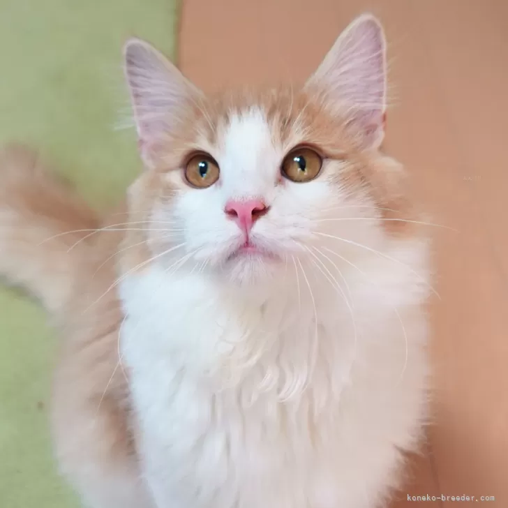 ID:2406-02578の子猫