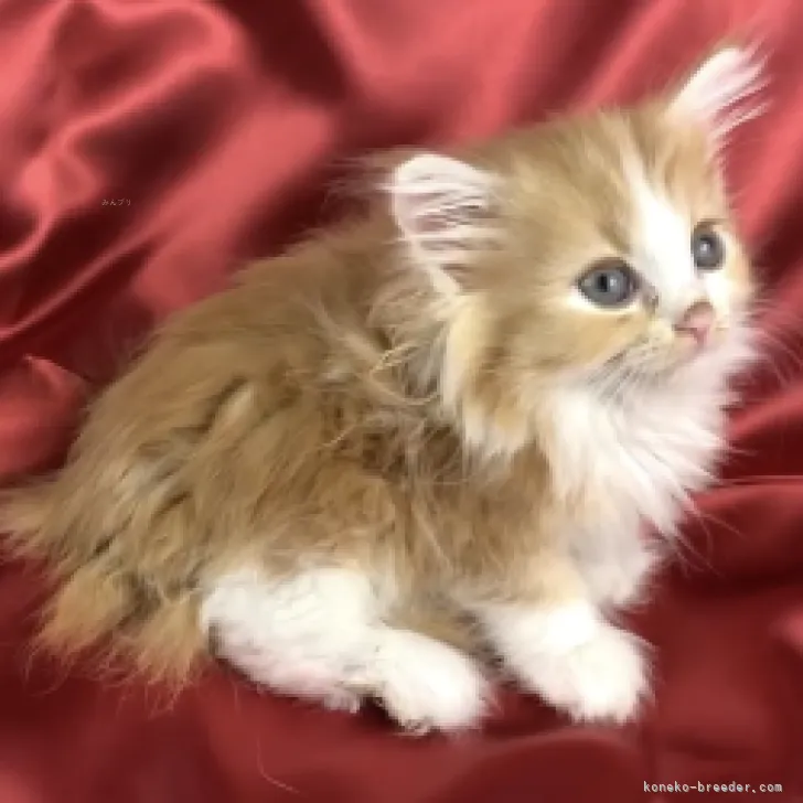ID:2310-02767の子猫