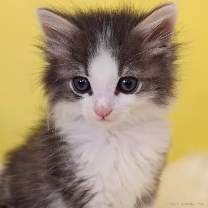 ID:2502-01822の子猫