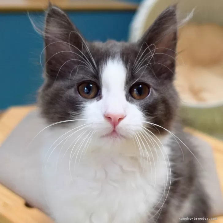 ID:2502-01818の子猫