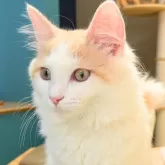 ノルウェージャンフォレストキャット