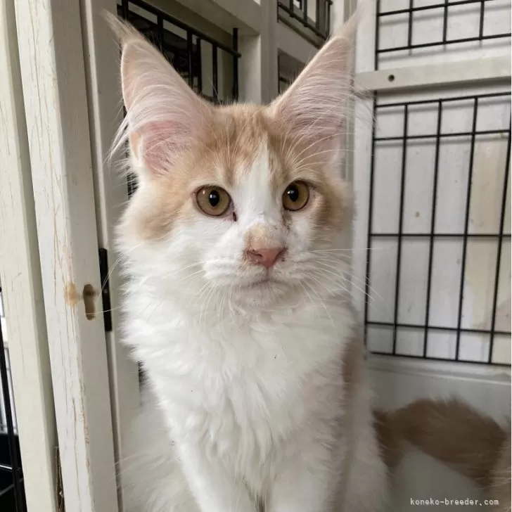 ID:2403-00013の子猫