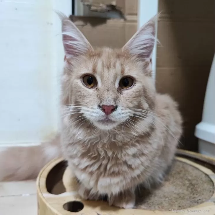 ID:2403-00012の子猫