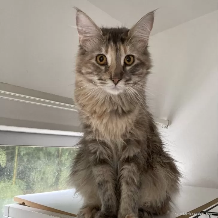 ID:2307-01870の子猫
